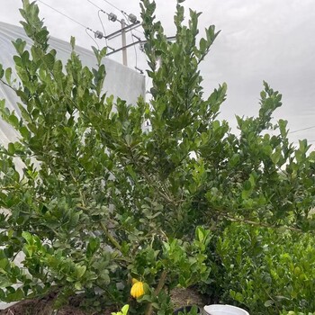 中藥材佛手種苗出售佛手種植基地直發(fā)，