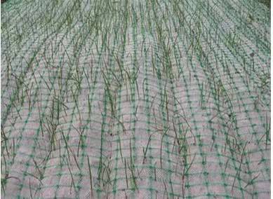 吉林永吉生态草毯每平方价格多少