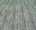 雙鴨山友誼植物纖維毯每平方價格多少