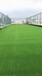 人工綠化草坪（屋頂用哪種？價格多少？）