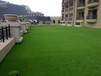 家用地毯人造草坪（哪个品牌好？哪个厂家信得过？）