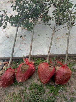 出售占地果樹_占地3公分蘋果樹_綠化用3公分蘋果樹