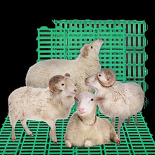 新疆和田塑料羊用漏粪板双筋加厚塑料羊床塑料羊粪板生产厂家