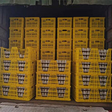 河南信阳带开口的种蛋筐孵化种蛋筐塑料种蛋运输筐