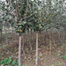 山西紅富士蘋果樹產地5公分蘋果樹價格6公分蘋果樹價格