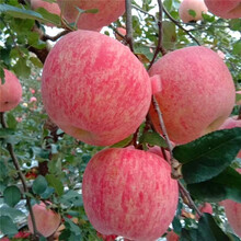紅富士蘋果樹基地11公分蘋果樹-12公分蘋果樹裝車價格圖片