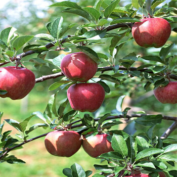 14公分红富士苹果树价格-15公分-16公分苹果树多少钱一颗