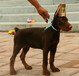 柳州市杜宾犬价格幼犬怎么挑选