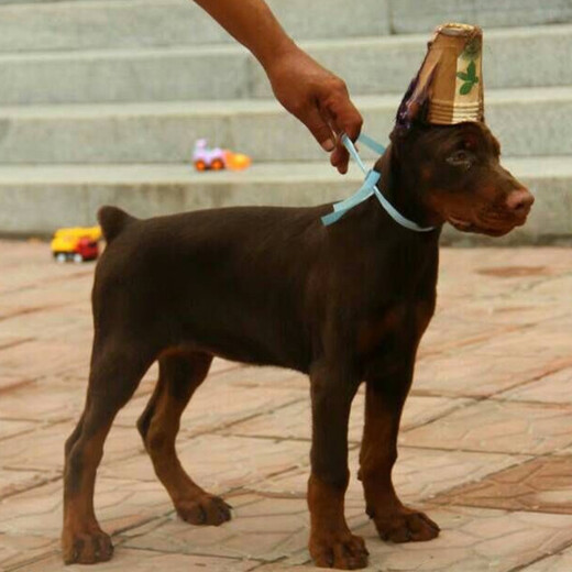 九江市杜宾犬出售品种