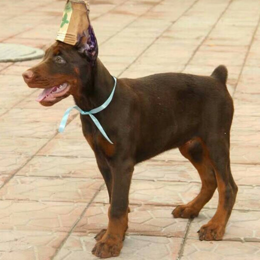 武威市杜賓犬價格幼犬怎么挑選