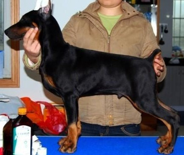 果洛州哪里賣杜賓犬品種