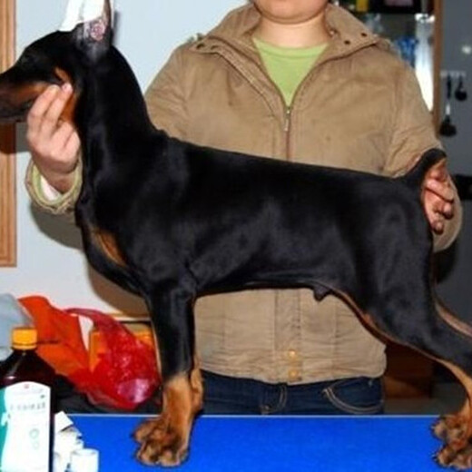 龙岩市杜宾犬出售幼犬怎么养