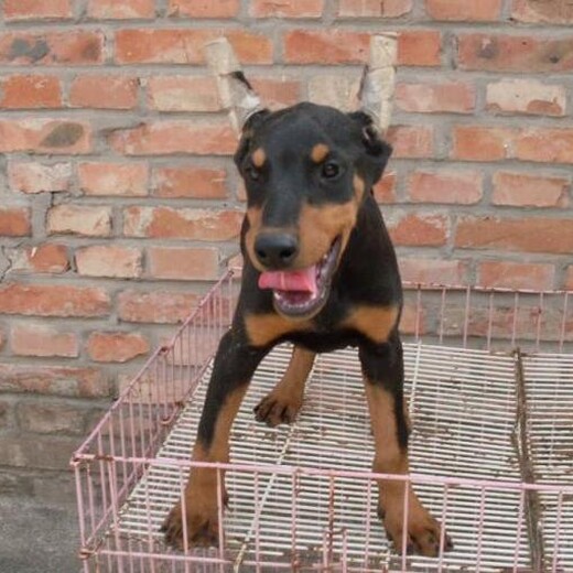 三亚市杜宾犬价格品种