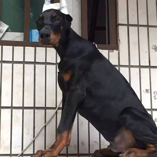 舟山市杜宾犬出售饲养方法
