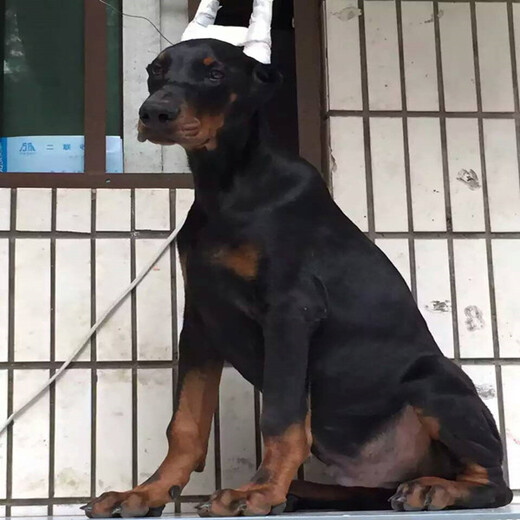 安阳市杜宾犬出售饲养方法