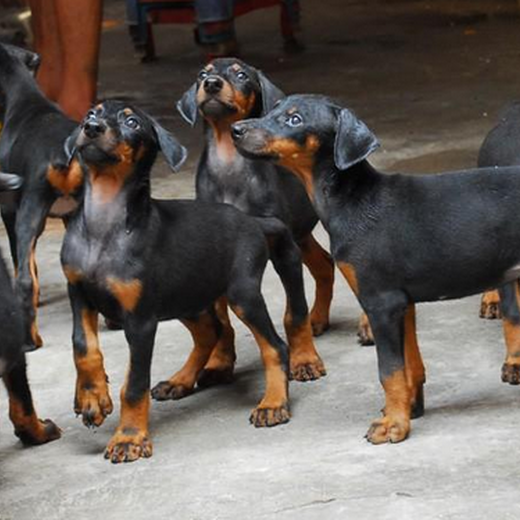 德宏州哪里出售杜宾犬饲养方法