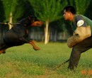 三明市哪里卖杜宾犬饲养方法图片