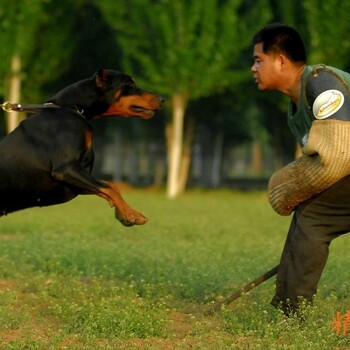 临汾市杜宾犬价格品种