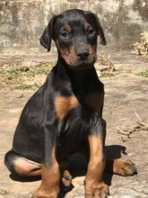 铜川市杜宾犬价格饲养方法图片