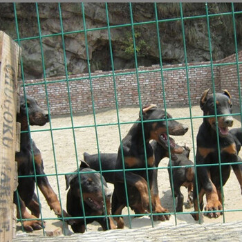 乐山市杜宾犬出售品种