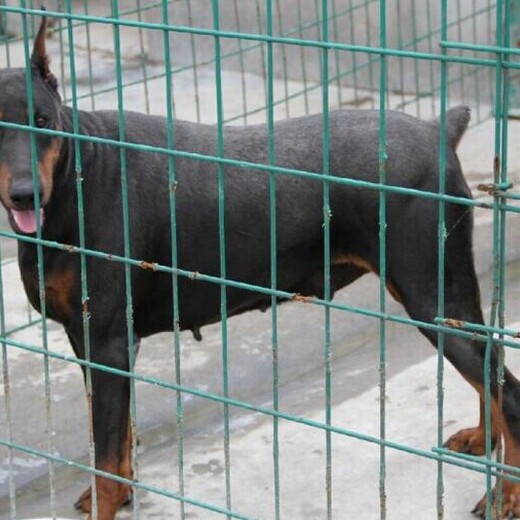 海东地区杜宾犬出售品种