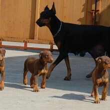 六安市哪里卖杜宾犬饲养方法图片