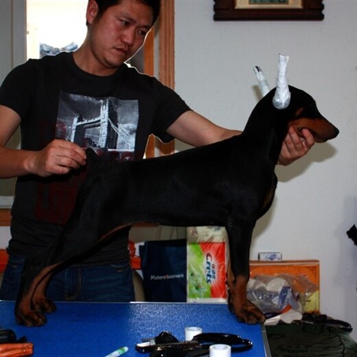 黔东南州杜宾犬出售饲养方法