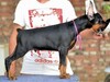 揚州市杜賓犬價格幼犬怎么養