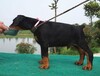 温州市杜宾犬出售饲养方法