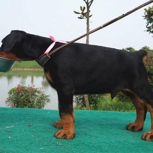渭南市哪里出售杜宾犬幼犬怎么养