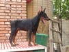 南京市哪里出售杜宾犬幼犬怎么养