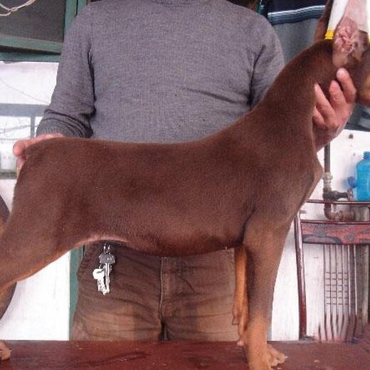 许昌市杜宾犬出售品种