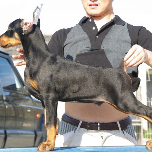 蚌埠市杜宾犬出售幼犬怎么挑选