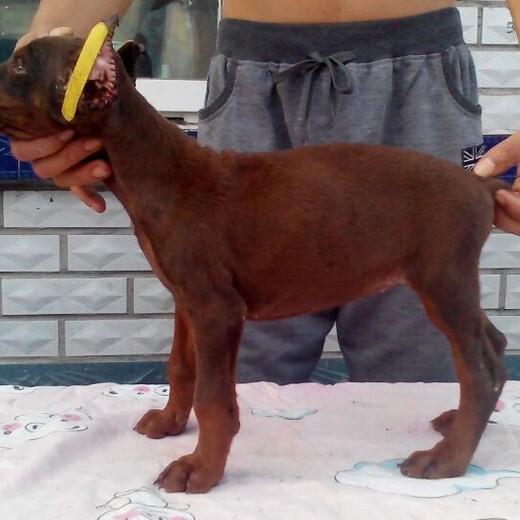 梅州市杜宾犬出售饲养方法