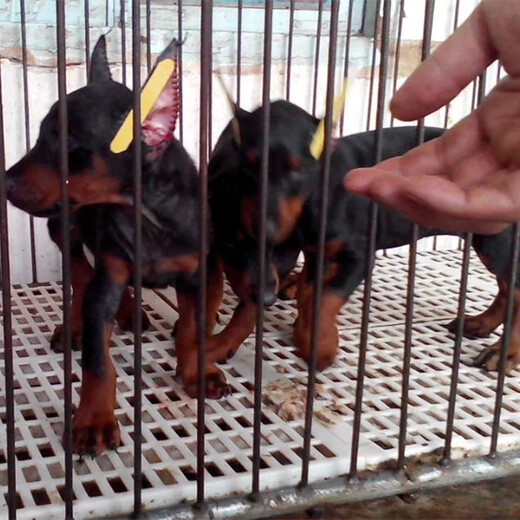 三明市哪里出售杜宾犬饲养方法
