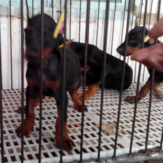 泰州市哪里出售杜宾犬品种