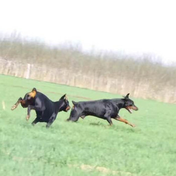 酒泉市杜賓犬出售品種