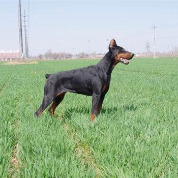 遂宁市杜宾犬价格饲养方法