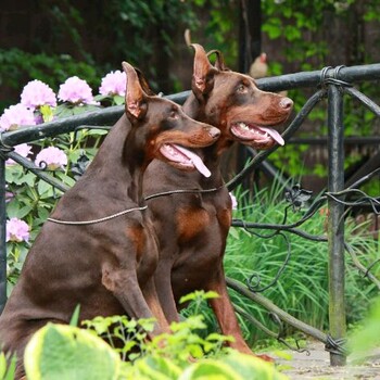 淮南市哪里卖杜宾犬诚信经营