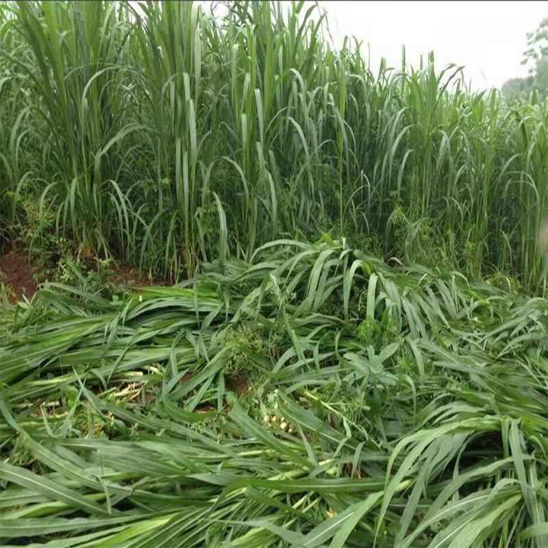 广东东莞常青草种草籽进口商批发生态修复草的种子