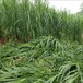 凤阳常青牧草种子公司出售进口绿洲一号种苗芽率