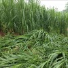 四川遂寧常青牧草種子公司出售進口皇竹草種苗多少錢一斤