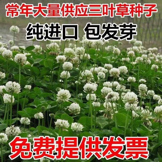 双阳常青牧草种子经销商出售进口青储牧草种子免费试种