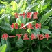 江苏扬州常青草种草籽专卖店供应边坡防护草籽