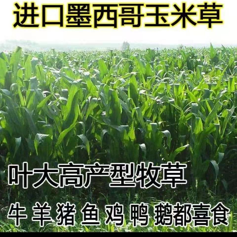 陕西榆林常青草种草籽厂家批发边坡防护草种