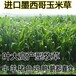 湖北宜昌常青牧草种子供货商出售进口甜高粱种子亩产80吨