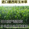 江蘇南通常青牧草種子公司出售進口四季常青牧草種子國內