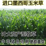 三角常青牧草种子批发市场出售进口高产量牧草种子多少钱一斤