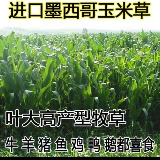 自贡常青牧草种子公司出售进口巨菌草种苗价格查询