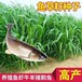 亳州常青牧草种子经销商出售进口菊苣牧草种子国内